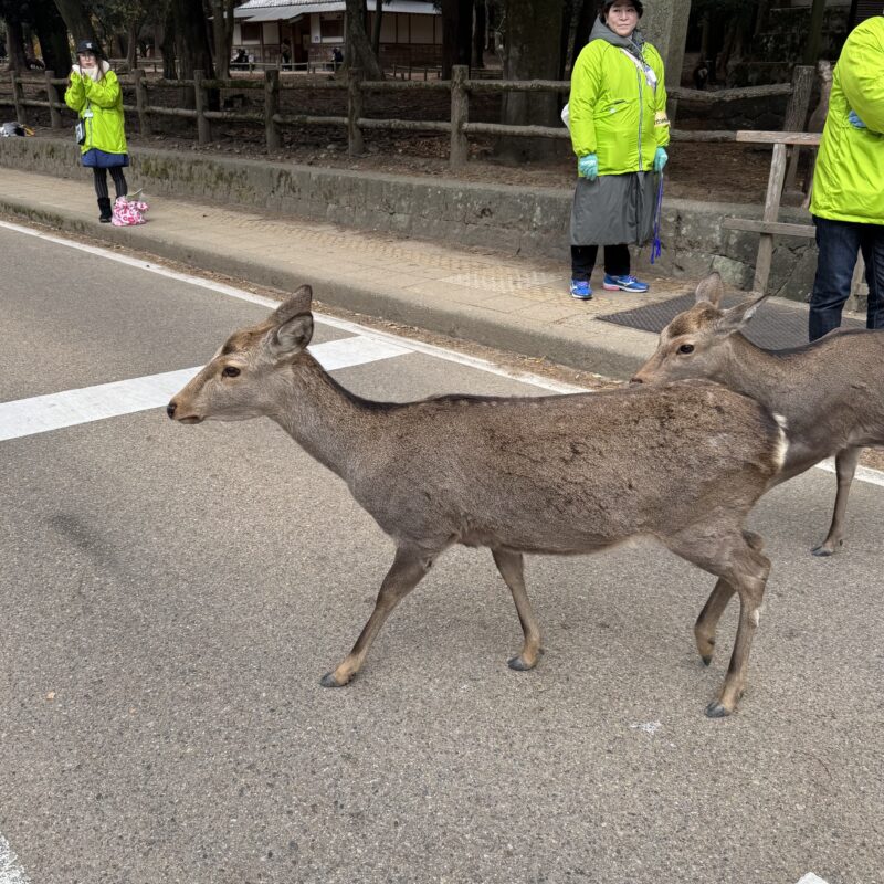 奈良マラソン　鹿